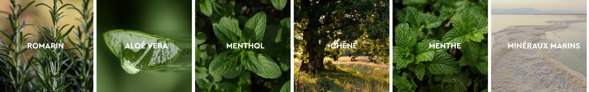 Ingrédients naturels chez Kneipp MEN